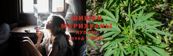 сатива Михайловск